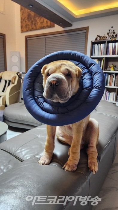 [김수열 소장품이야기] 54 '전속과 전속계약'