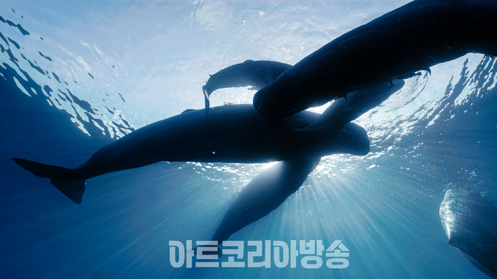 'Whales and I: 고래와 나' 파라다이스시티 전
