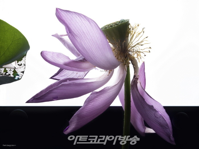 박상훈 개인전 '화양연화 Carpe Diem'