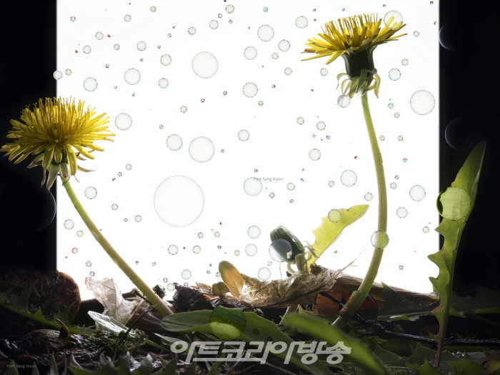 [홍가이 미술평론] 화양연화(花樣年華)or ‘Carpe Diem’